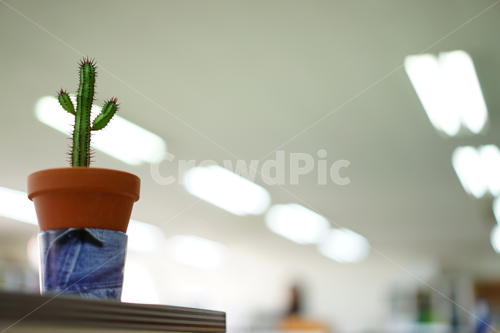 선인장,화분,화초,취미,식물,생명,가시,식물,자연,plants,nature,실내용화초,화분,화초,house plant