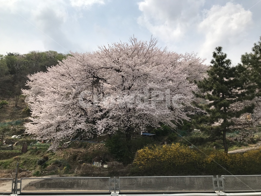 꽃,봄,벚꽃,나무,식물