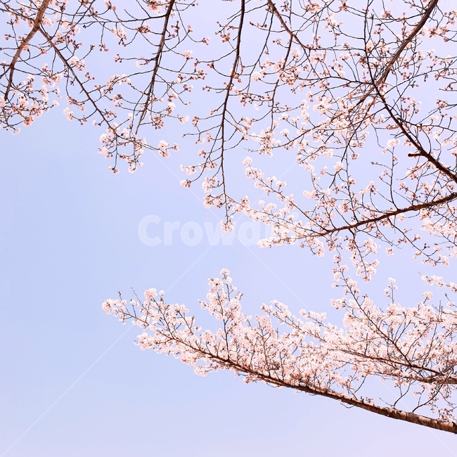 벚꽃,꽃,봄,하늘,나무,따뜻함,꽃잎,꽃나무,벚꽃나무,꽃봉오리,초봄,3월,4월