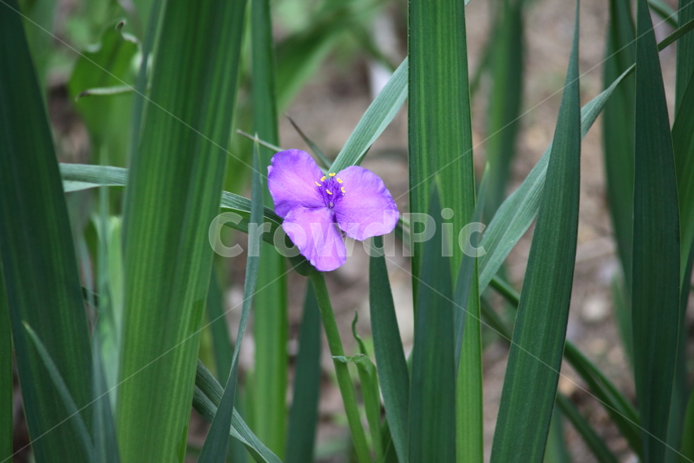 자주달개비,자주닭개비,양달개비,꽃,spiderwort