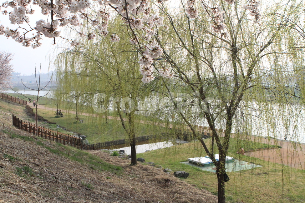 zelkova tree,Gangbyeonro,Suncheon Dongcheongil,Dongcheongil,Dongcheon Zelkova tree