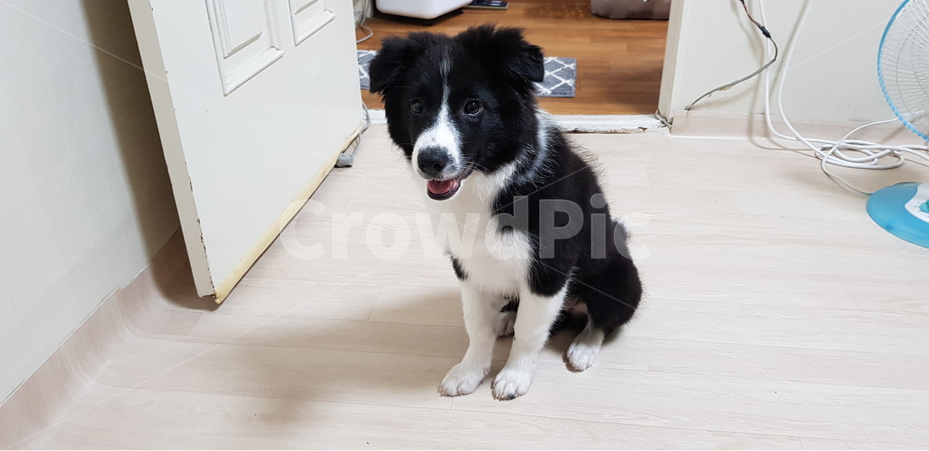 보더콜리,반련견,애완견,집개,개,강아지,콜리,동물,animal,포유류,mammal,개,강아지,dog,doggy