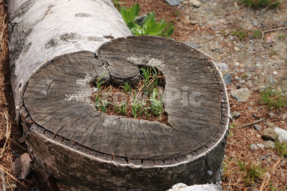 plant,식물,tree,wood,나무,나무줄기,treetrunk,하트,heart,나무,trees,wood