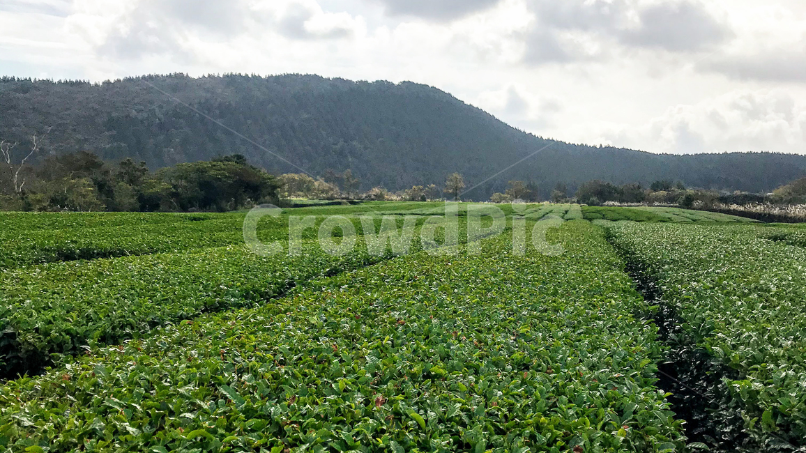 nature,자연,outdoors,옥외,field,grassland,목초지,countryside,녹차,greentea,농업,농사,agriculture,farming,farming industry