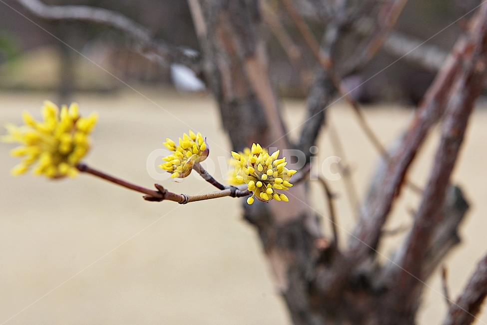 산수유꽃,산수유,꽃,붐꽃,봄,식물,자연,식물,자연,plants,nature,꽃,flower