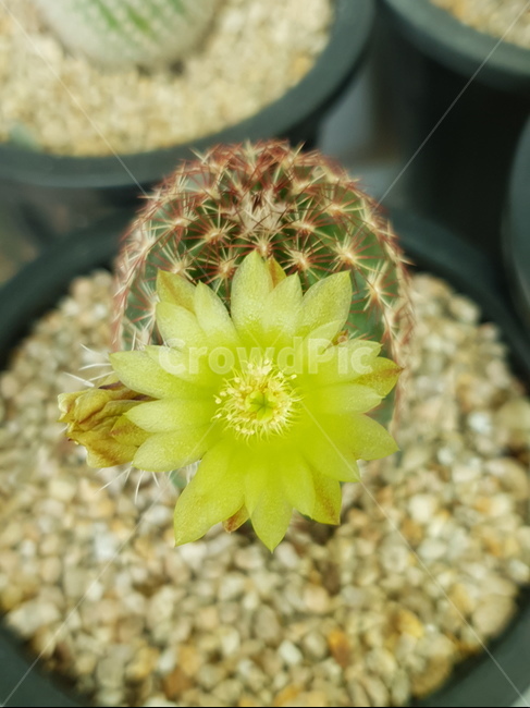 선인장,꽃,화분,flower,식물,자연,노랑