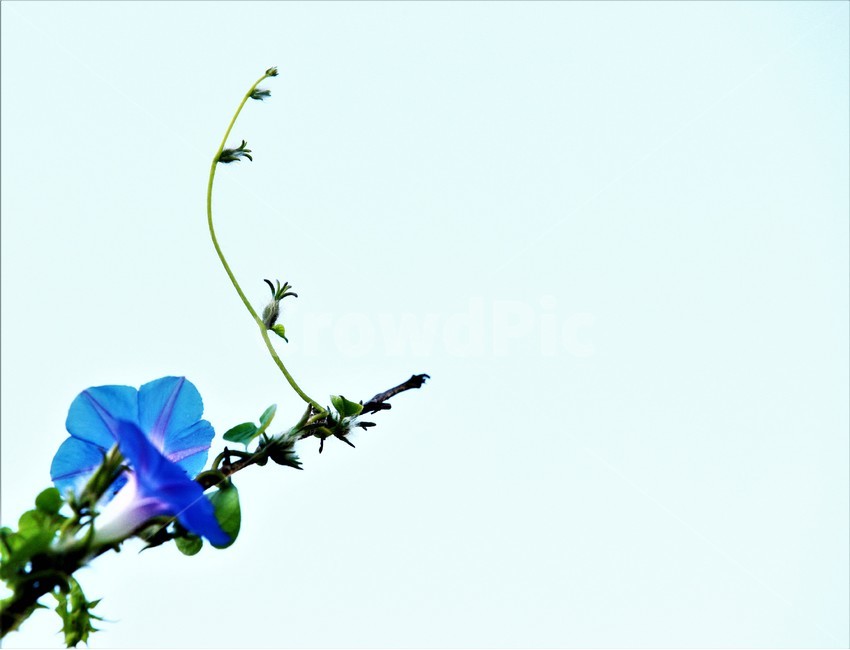 꽃,나팔꽃,식물,flower,가을,식물,자연,plants,nature,꽃,flower