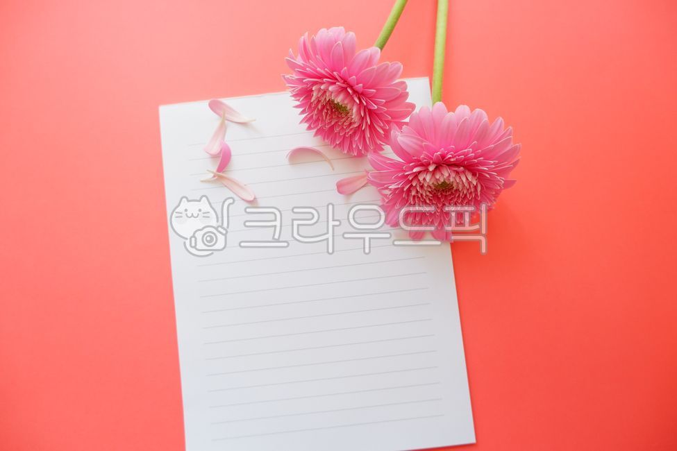꽃,꽃잎,편지,편지지,메시지,핑크꽃,데이지,달리아,식물,꽃잎,주황색,카드,편지봉투,봄,봄꽃,핑크색,배경,여름,여름배경,컬러풀,감성,감성배경,flower,floral,plants,letter,paper,message,pink,love,petals,blossom,dahlia,orangecolor,card,greeting,summer,spring