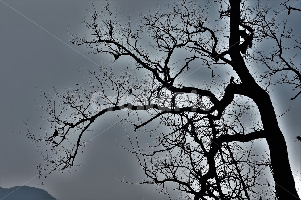 달밤,스산,귀신,나무,새,겨울,계절,winter,season,식물,자연,plants,nature,나무,trees,wood