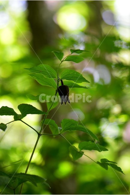 요강나물,야생화,꽃,식물,자연,생태,플라워,flower,plants,nature,식물,자연,plants,nature,꽃,flower