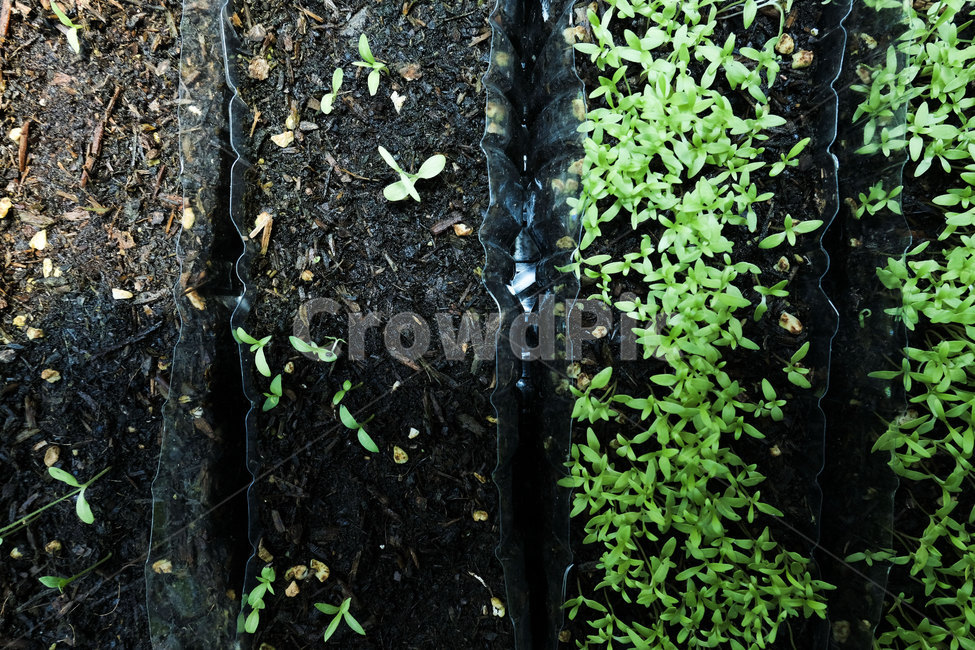 식물,화분,잎,근접촬영,접사,페트병,plant,closeup,flowerpot,leaf