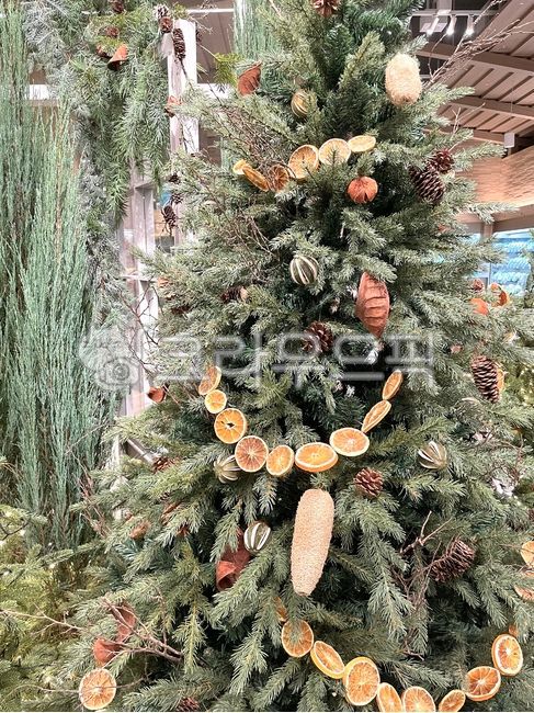 크리스마스,christmasdecorations,크리스마스장식들,christmas,소나무,pine,나무,tree,크리스마스트리