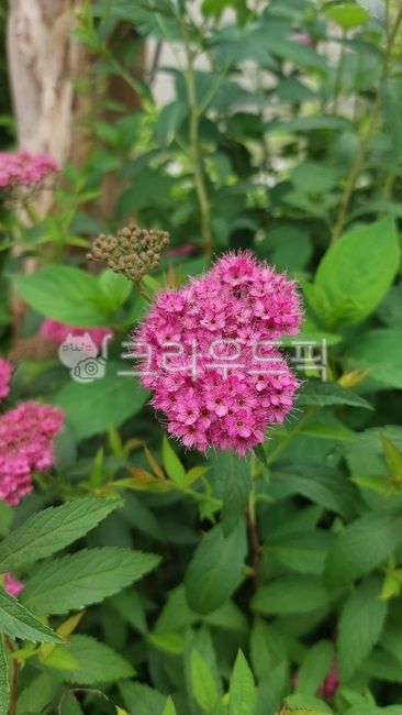 Rosaceae,plant,Spirea genus,japonica,Japanese spirea tree,leaf,flower