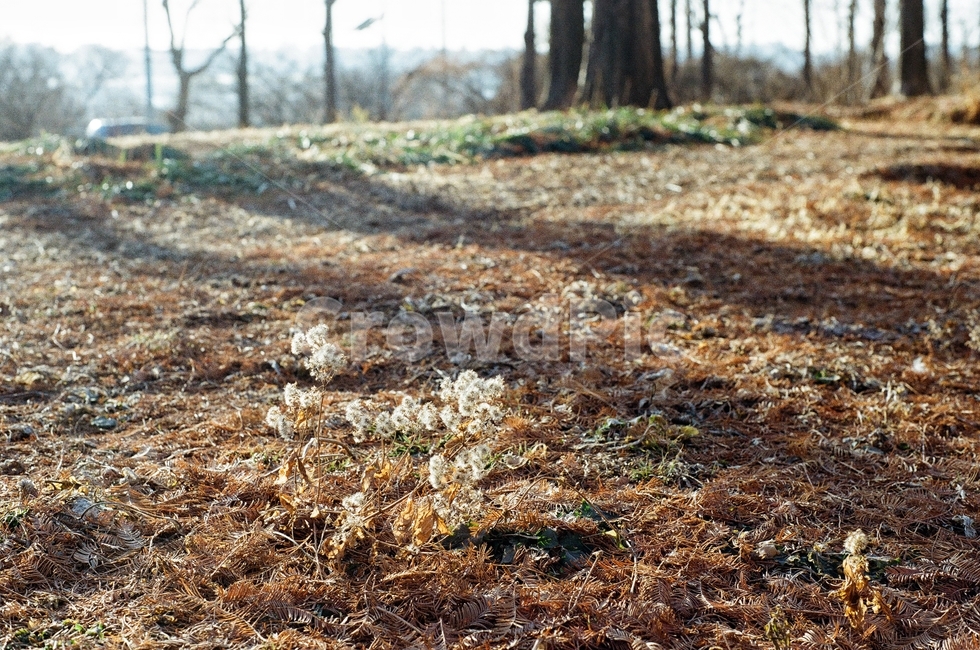 서울,하늘공원,공원,가을,식물,햇살,따뜻함,필름사진,아날로그,빈티지,park,fall,sunshine,warm,film,analog,vintage,자연,풍경,nature,landscape,ground,바닥,outdoors,옥외,land,땅