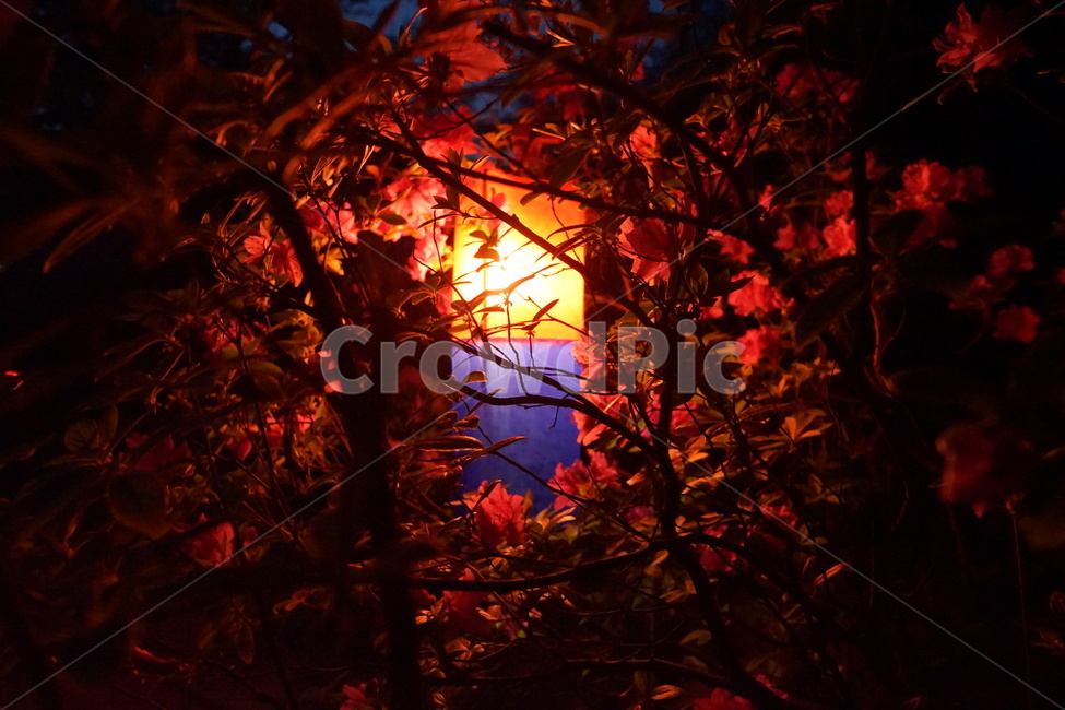 창경궁,한국,고궁,한국스러움,야간개장,야경,밤,풍경,nightscape,night,landscape,한국전통,한국문화,korean traditional,korean culture,plant,식물,leaf,잎