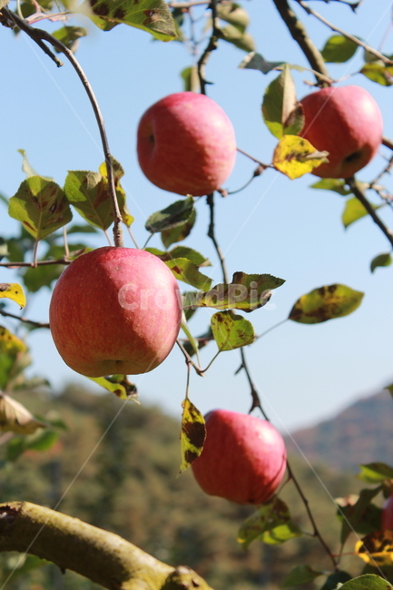 fruit,과일,food,음식,plant,식물,apple,사과,과일,열매,fruit,농업,농사,agriculture,farming,farming industry