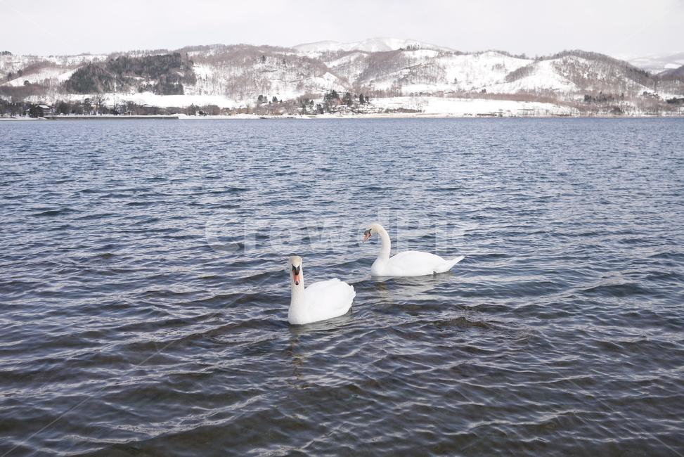 자연,nature,경치,풍경,눈,snow,winter,겨울,animal,동물,bird,새,백조,동물,animal,조류,새,birds