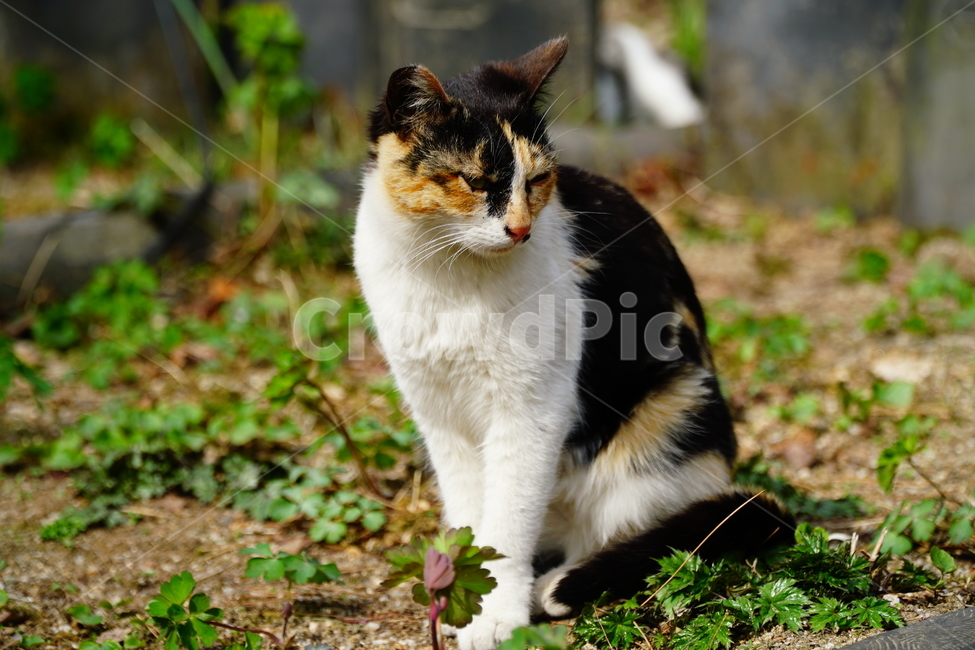 고양이,길고양이,동물,포유류,cat,animal,야옹,냐옹,야옹이,냐옹이,삼색고양이,4월,봄,april,spring,풍경,landscape,alleycat,짐승,식물,꽃밭,화단,동물,animal,포유류,mammal,고양이,cat,kitten,kitty