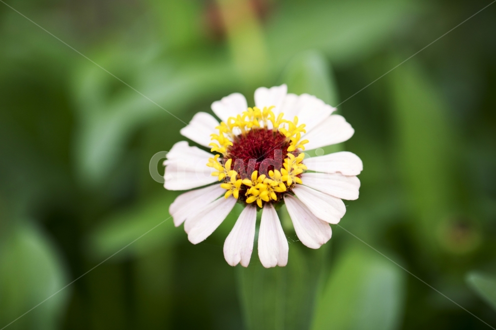 백일홍,식물,꽃,꽃봉오리,꽃밭,사진,단독사진,디자인,소스,포토,사진자료,배경,배경사진,백그라운드,한국,동양,아시아,풍경,자연,환경,실외,낮,아침,봉오리,잎,꽃잎,7월,8월,여름꽃,아웃포커스,접사,근접,여름,녹색,야외,식물,자연,plants,nature,꽃,flower