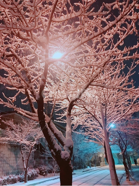 겨울,겨울나무,눈,눈내린나무,winter,snow,겨울,계절,winter,season