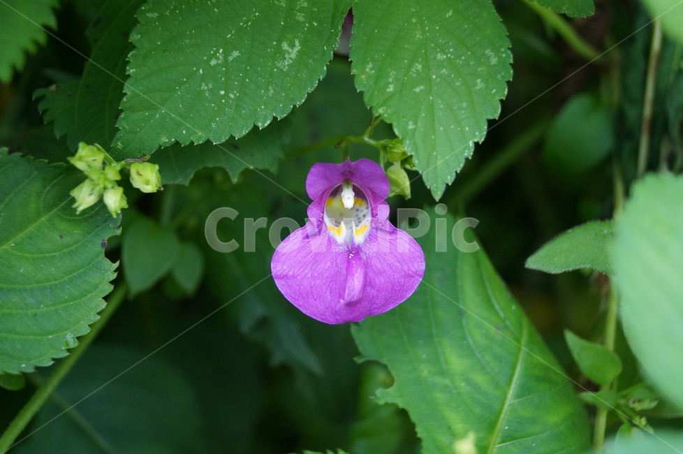꽃,야생화,물봉선,들꽃,접사,식물,식물,자연,plants,nature,꽃,flower