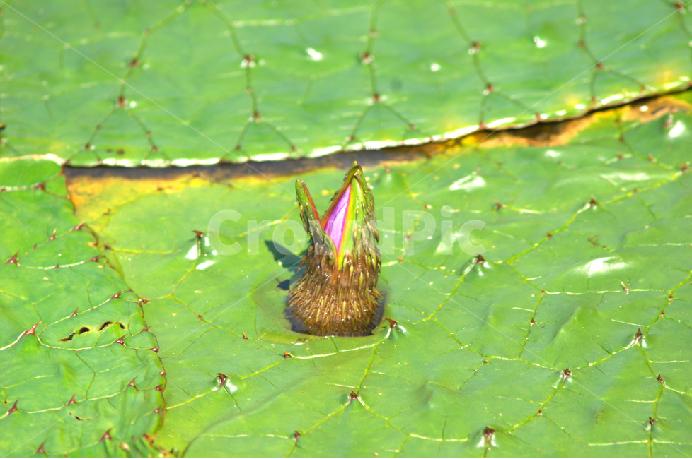 자연,식물,가시연꽃,가시연잎,가시연,연못,수생식물,식물,자연,plants,nature