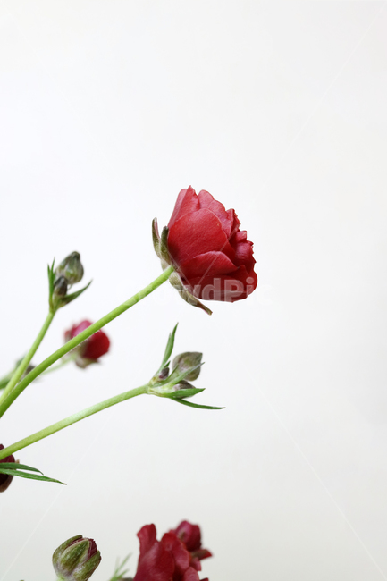 라넌큘러스,버터플라이,버터플라이라넌큘러스,빨강,빨간꽃,꽃송이,꽃잎,꽃다발,백그라운드,식물,자연,계절,봄,꽃,배경,배경이미지,내추럴,flower,nature,flora,background,red,꽃,flower
