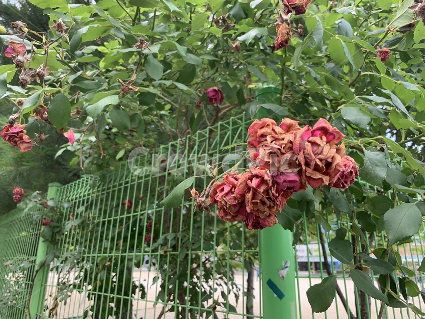 장미,꽃,자연,식물,공원,시든꽃,초록색,담벼락,flower,rose,nature,plant,park,green