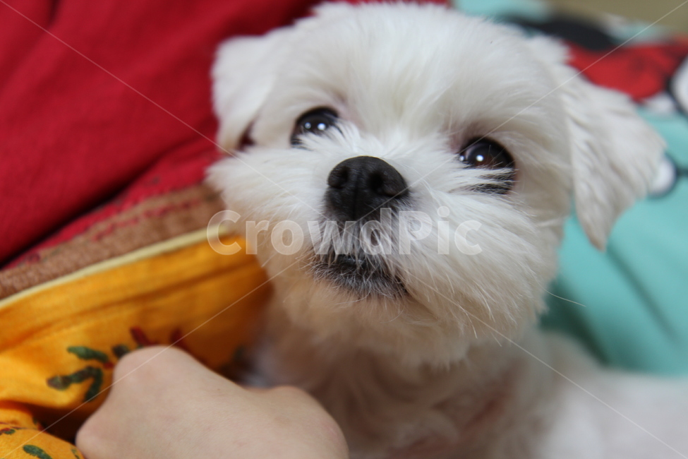 강아지,강아지얼굴,말티즈,반려동물,애완견