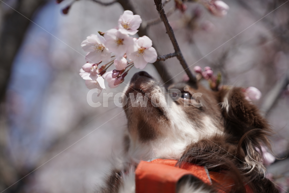 강아지,개,치와와,장모치와와,갈색강아지,갈색치와와,갈색장모치와와,초코탄,초코탄강아지,초코탄치와와,초코탄장모치와와,벚꽃,꽃놀이,동물,animal,포유류,mammal,개,강아지,dog,doggy