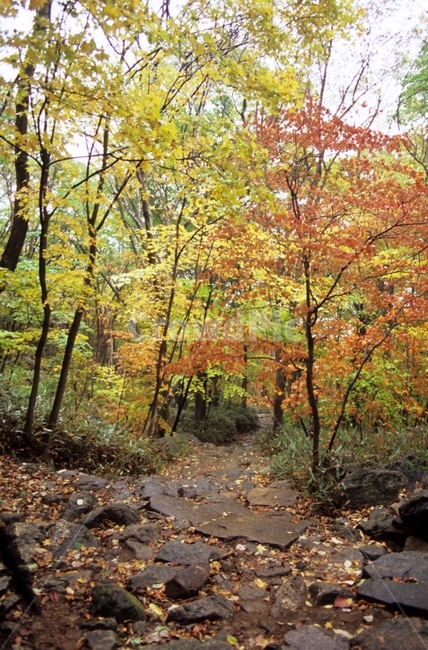 자연풍경,가을,단풍,등산로,나무,naturalscenery,season,fall,fallfoliage,climbingroute,tree,plant,식물,path,통로,ground,바닥