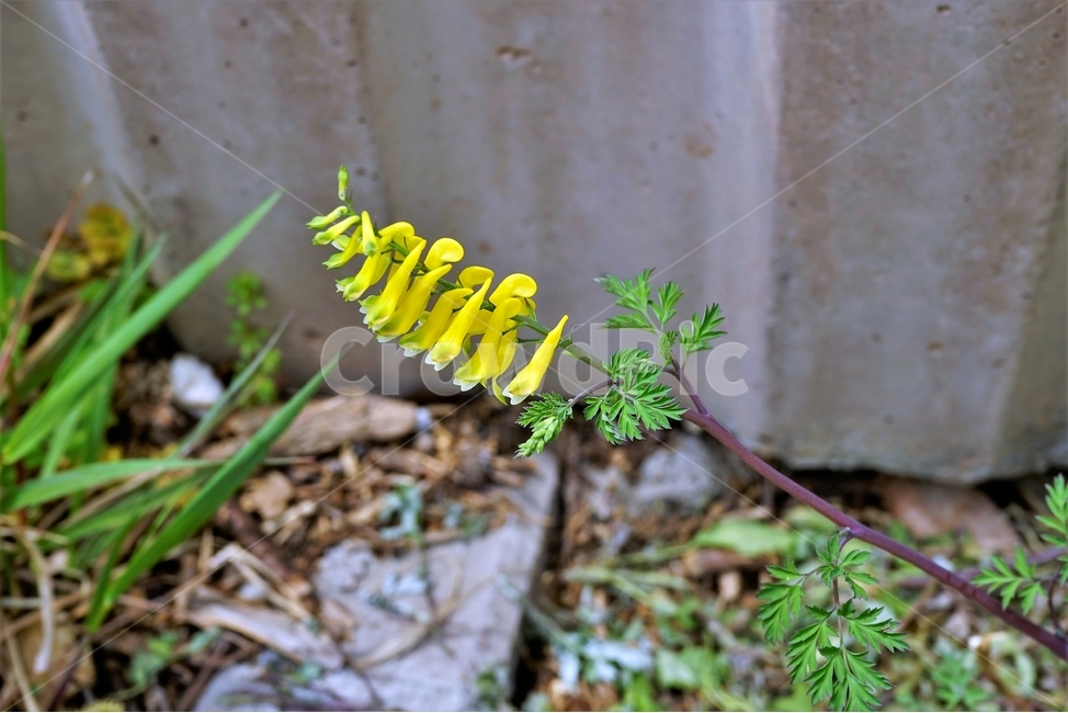 봄,봄꽃,산괴불주머니,노랑색,주머니모양,corydalisspeciosa,식물,자연,야생화,괴불주머니