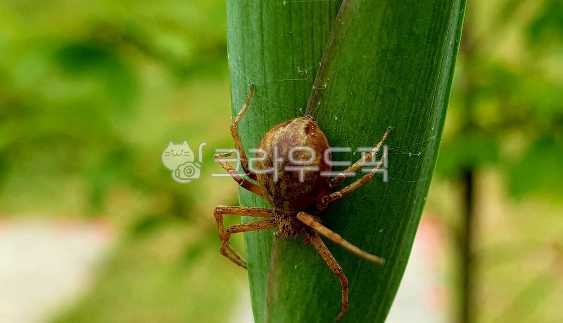 거미류,정원거미,무척추동물,곤충,gardenspider