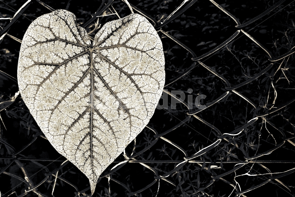 잎,잎맥,식물,흑백,모노톤,하트모양,leaf,흑백사진,식물,자연,plants,nature