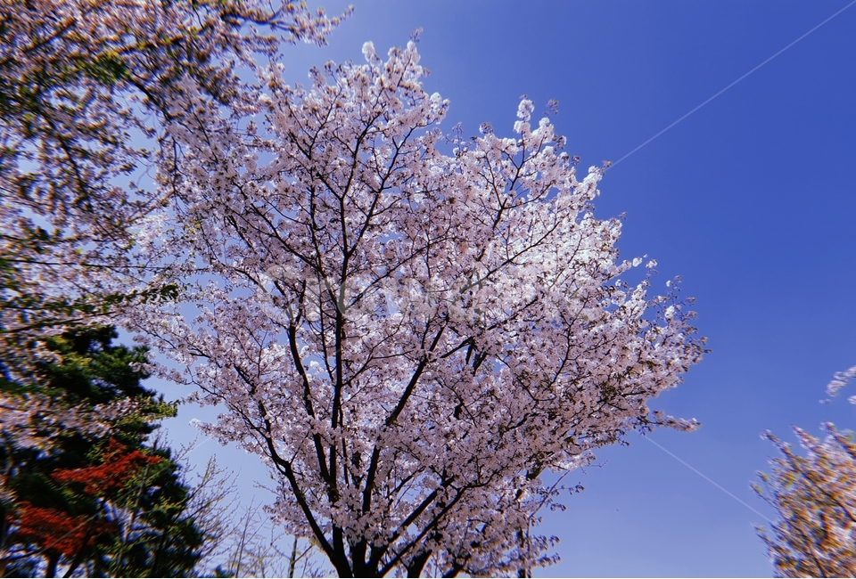 벚꽃,봄,하늘,꽃놀이,spring