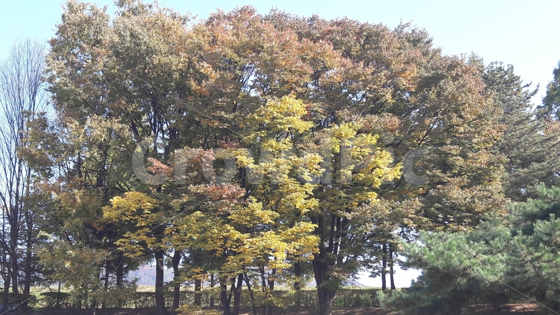 단풍,낙엽,가을,나무,대공원,가을,계절,fall,autumn,season,자연,풍경,nature,landscape,식물,plants,나무,trees,wood,tree,plant,tree trunk,나무 줄기