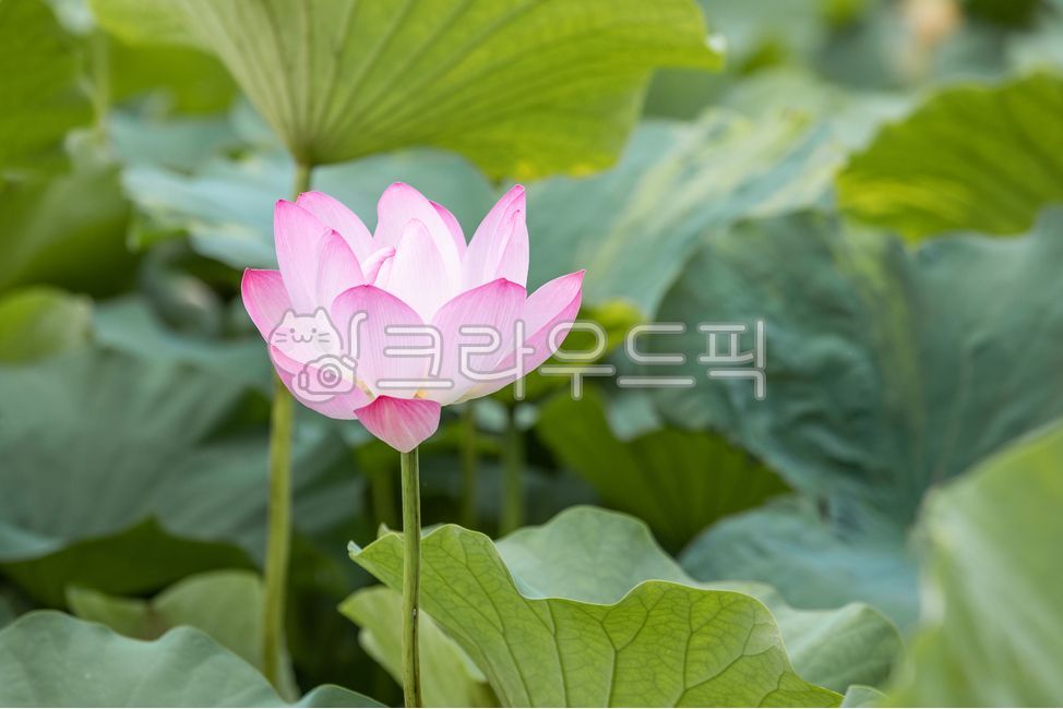 아라연꽃,아라홍련,연분홍색,연꽃,홍련,꽃,연꽃잎,커다란,초록색,연잎,잎,쌍떡잎식물,여러해살이,식물,자연,연못,여름,햇살,야외,흰색,palepink,pink,white,green,lotus,flower,petal,lotusleaf,leaf,plant,nature,pond,outdoors,summer