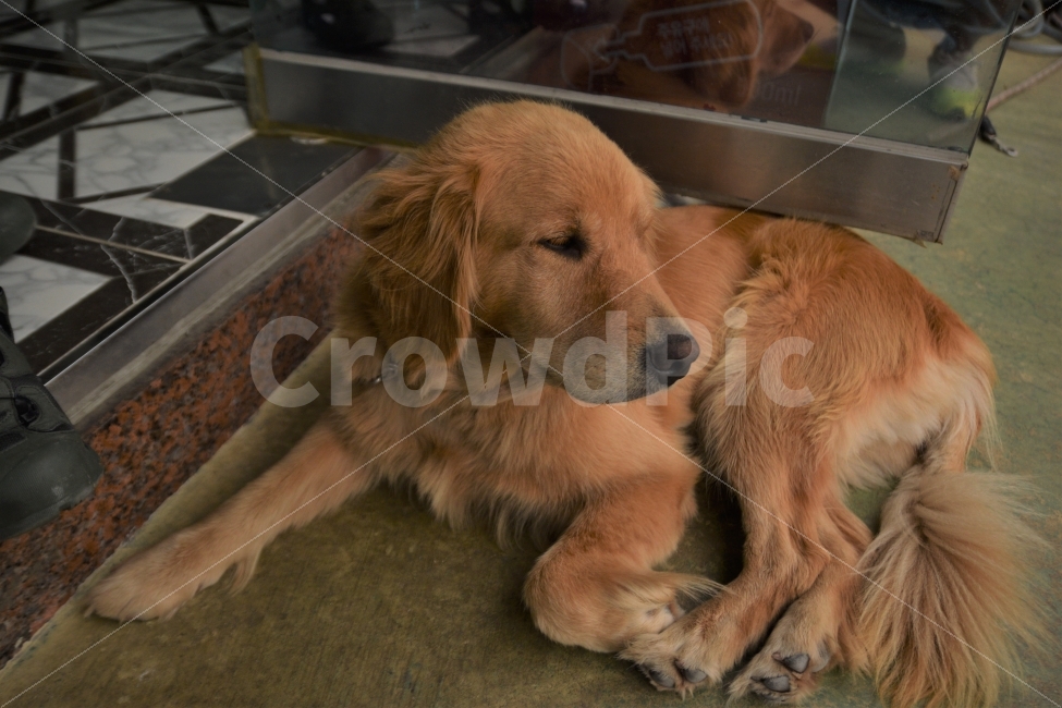 개,강아지,리트리버,골든리트리버,멍멍이,동물,animal,포유류,mammal,개,강아지,dog,doggy