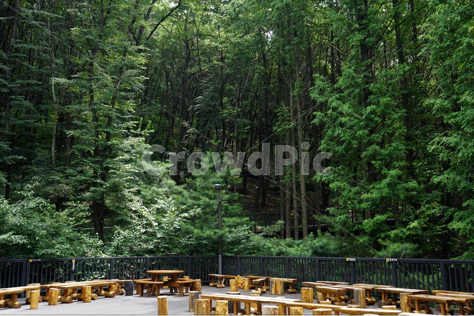 숲,자연,그늘,나무,녹음,녹색,forest,nature,shodow,trees,green,힐링,휴식,시원함,고요함,healing,relaxation,cool,calm,forestbathing,freshness,자연,풍경,nature,landscape,wood