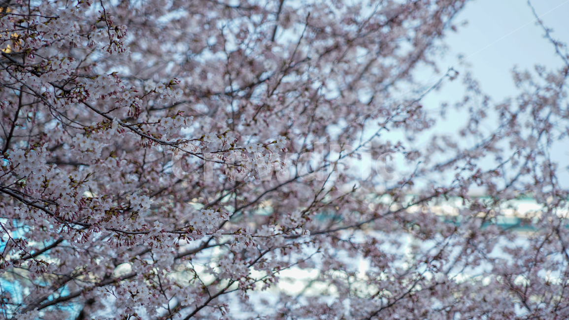 flower,봄,꽃,벚꽃,감성,하늘,tree,spring,계절,나무