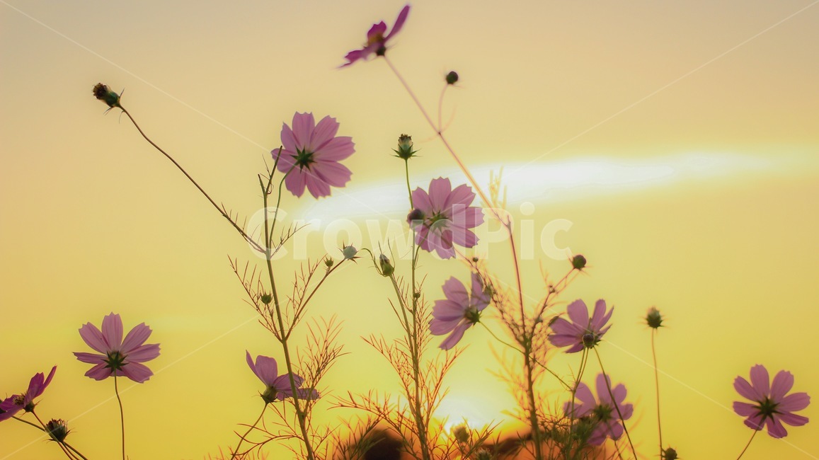 가을,코스모스,꽃,하늘,가을하늘,풍경,감성,가을,계절,fall,autumn,season,식물,자연,plants,nature,꽃,flower,bird,새,animal,동물,plant
