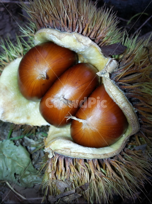 plant,식물,fungus,food,식품,produce,밤,열매,추석,밤송이,결실,과일,열매,fruit,채소,야채,vegetables