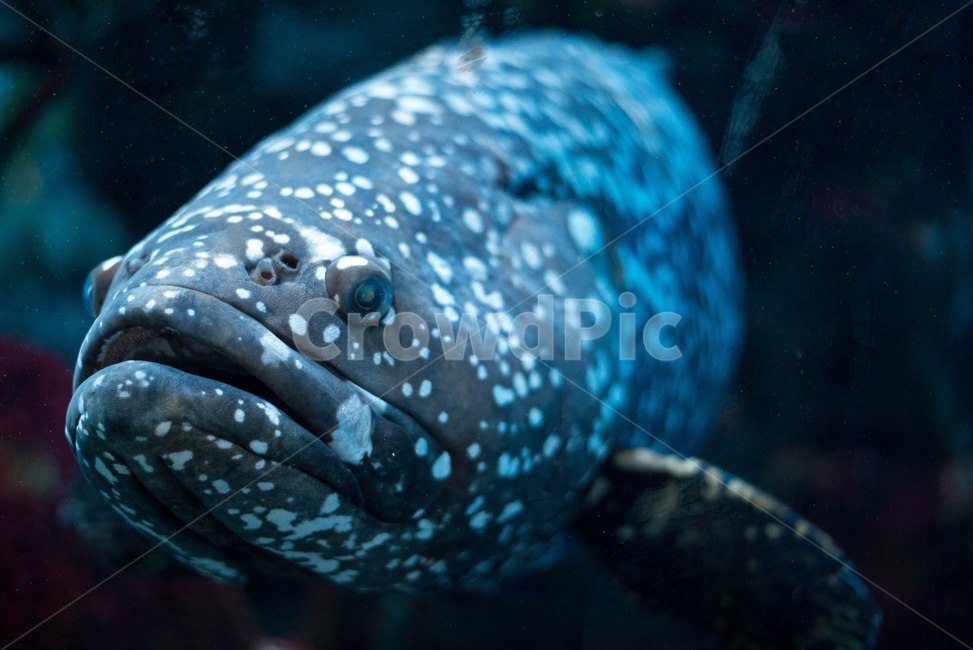 동물,물고기,어류,수족관,대형어,아쿠아리움,동물,animal,어류,물고기,fish