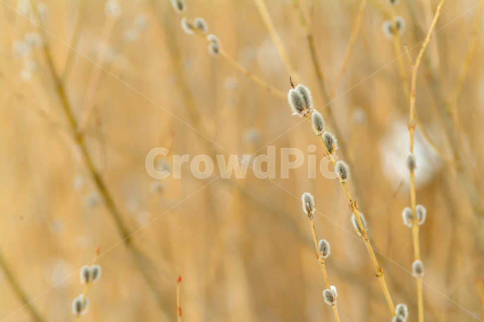 갯버들,버들가지,겨울,봄소식,입춘,겨울식물,겨울모습,겨울눈,식물,자연,plants,nature
