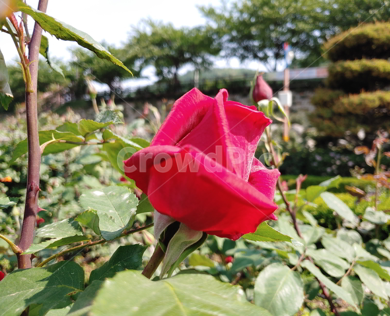 장미,봄꽃,식물,빨간장미,꽃,식물,자연,plants,nature,꽃,flower