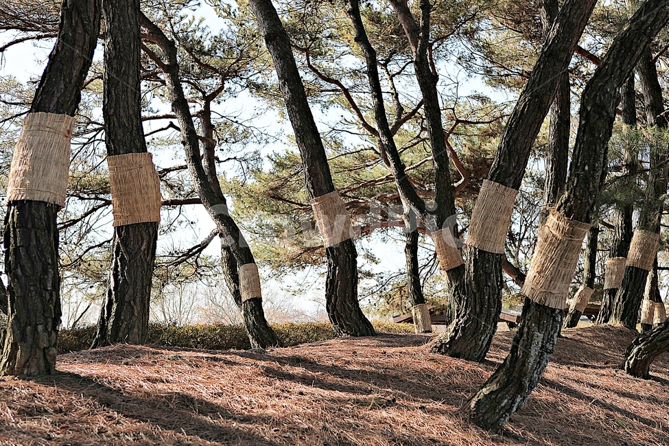 소나무,솔잎,숲,나무,식물,자연,풍경,겨울,공원,자연,풍경,nature,landscape