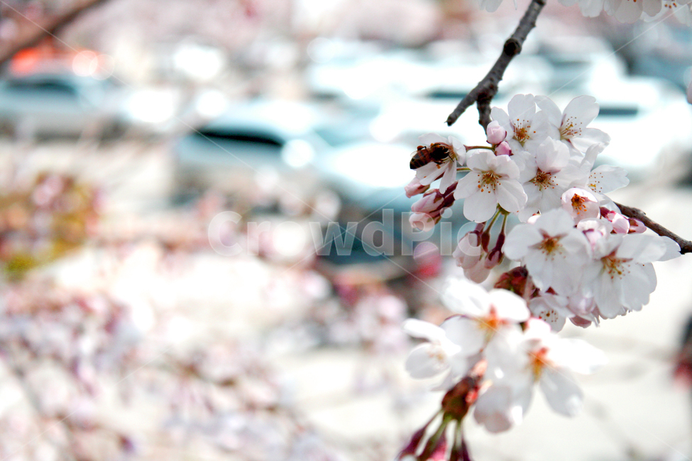 벚꽃,벌,봄,식물,곤충,봄꽃,꽃,꿀벌,cherryblossom,계절,spring,bee,봄,계절,spring,season,plant
