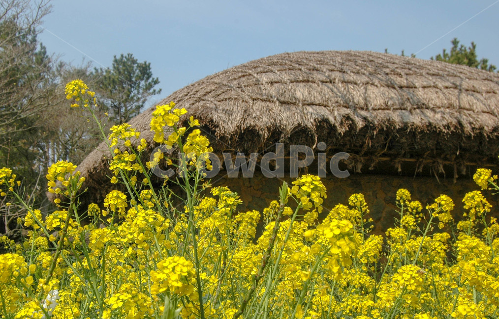 plant,식물,제주도,전통,초가집,유채꽃,농촌,꽃,한국전통,한국문화,korean traditional,korean culture,식물,자연,plants,nature,꽃,flower