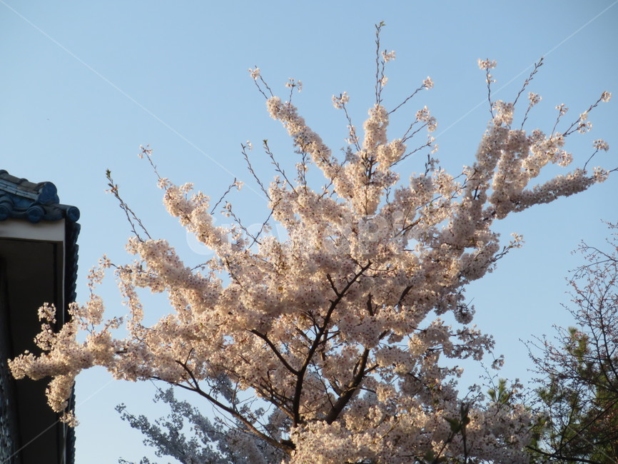 벚꽃,봄,계절,봄꽃,따뜻한,자연,배경,백그라운드,개화,감성,꽃,식물,풍경,flower,nature,만개,sensiblefeeling,산책,blossom,plant,background,공원,나무,하늘,springseason,맑은,푸른,plants