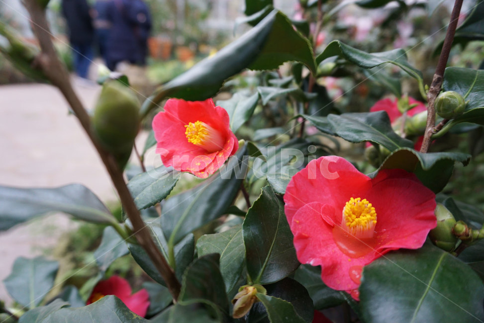 제주도,제주카멜리아힐,카멜리아힐,동백꽃,동백,빨간꽃,식물,자연,plants,nature,꽃,flower